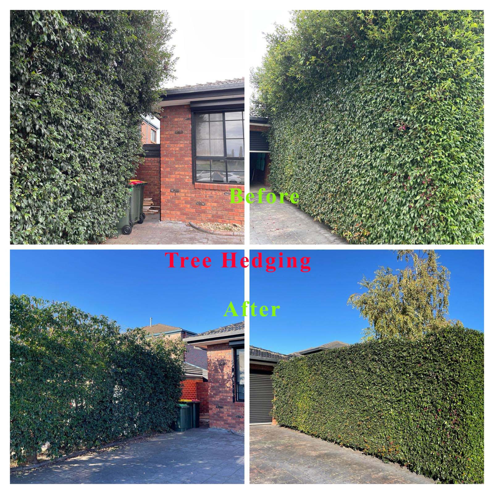 Before and after hedge trimming along a driveway