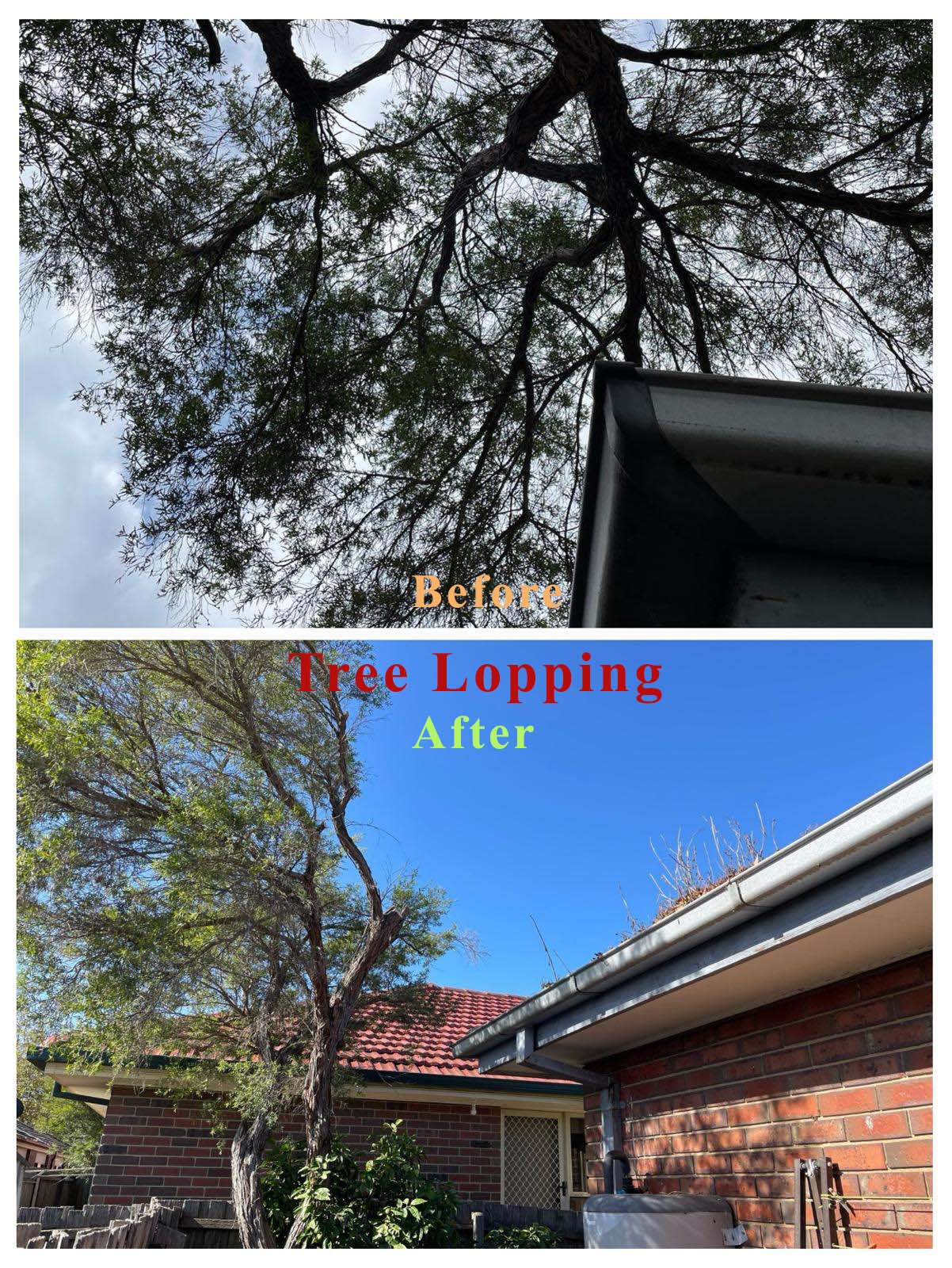 Before and after tree lopping clear of the gutter