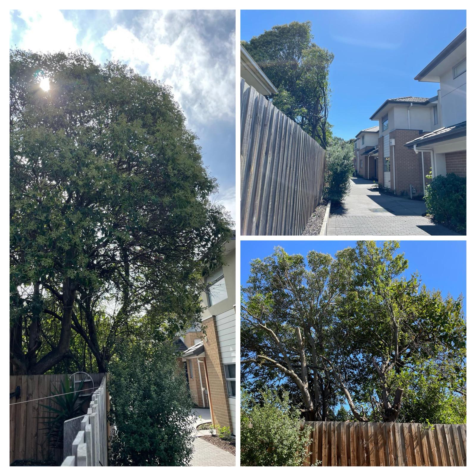 Tree canopy trimmed clear of the roofline and power lines