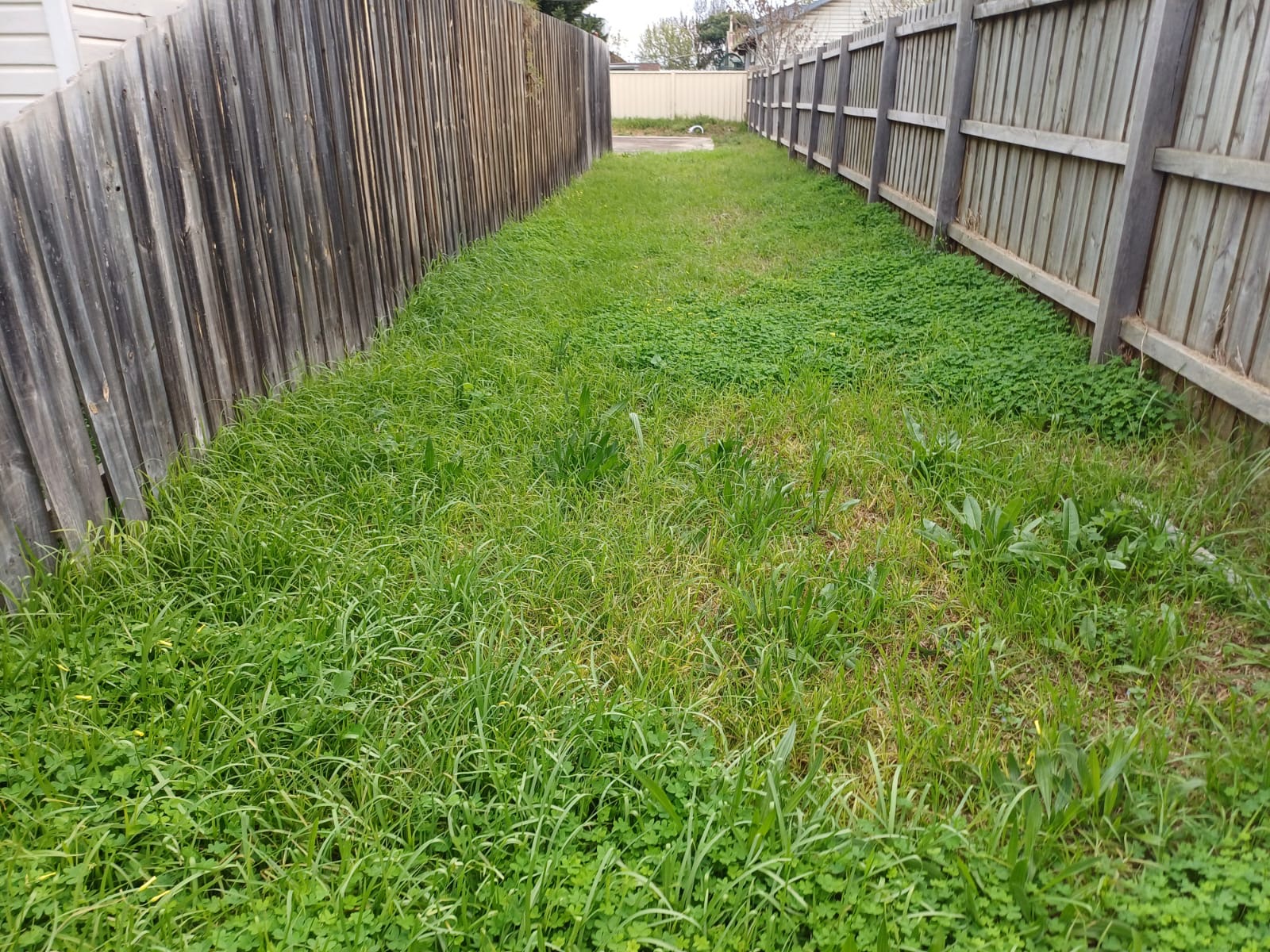 Overgrown laneway before mowing